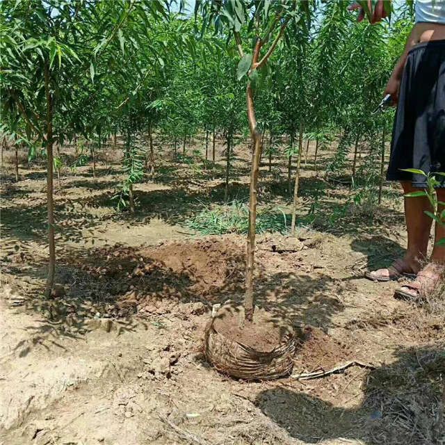 沭陽長景園林山桃種植基地實(shí)拍圖片