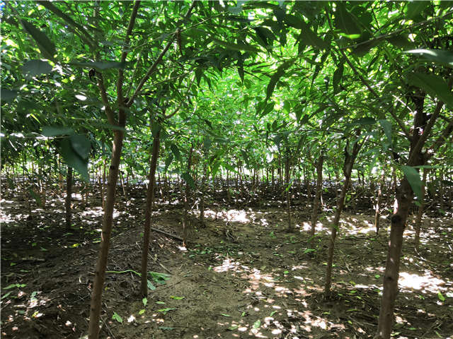沭陽長景園林山桃種植基地實(shí)拍圖片