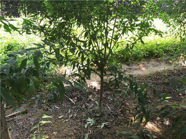 沭陽長景園林山桃種植基地實(shí)拍圖片