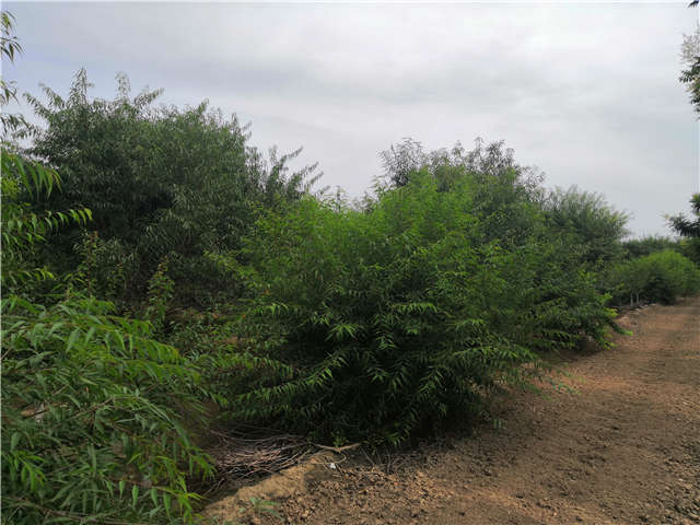 沭陽長景園林山桃種植基地實(shí)拍圖片