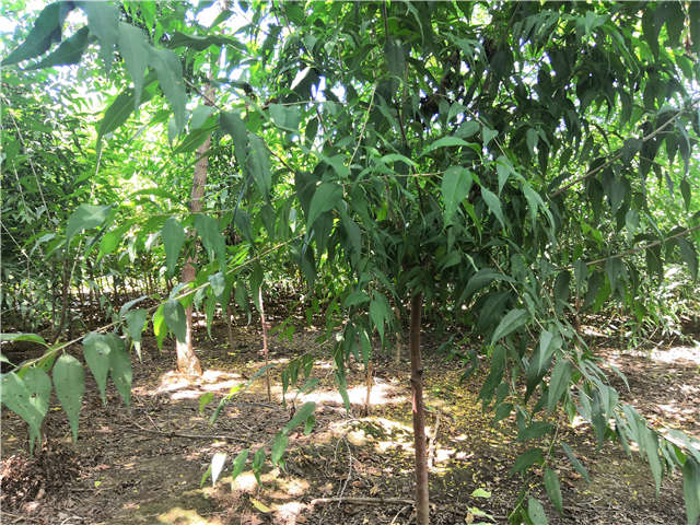 沭陽長景園林山桃種植基地實(shí)拍圖片