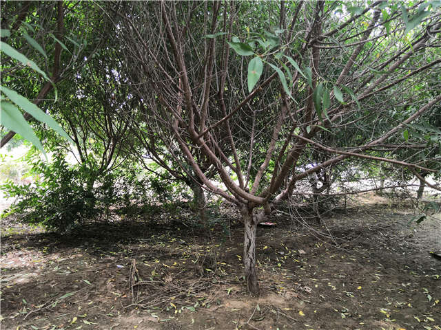 沭陽長景園林山桃種植基地實(shí)拍圖片