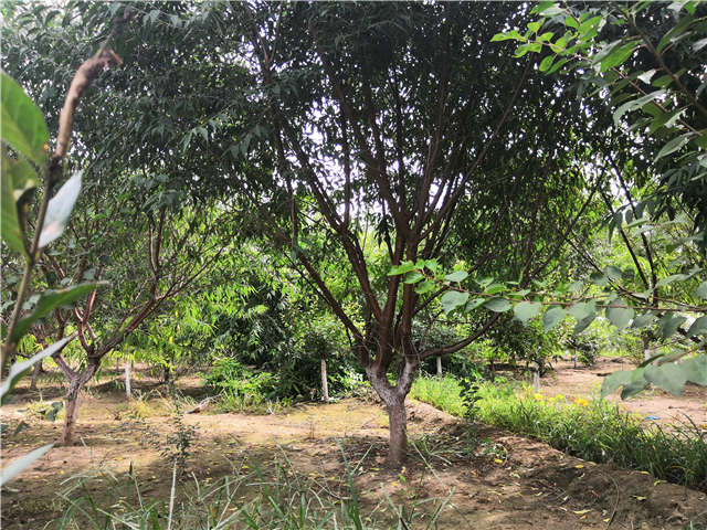 沭陽長景園林山桃種植基地實(shí)拍圖片