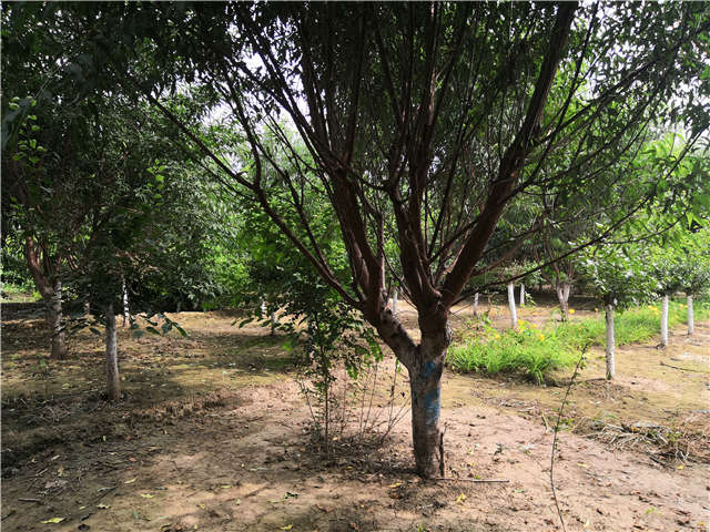沭陽長景園林山桃種植基地實(shí)拍圖片
