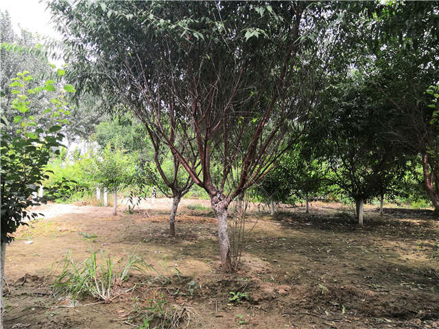 沭陽長景園林山桃種植基地實(shí)拍圖片