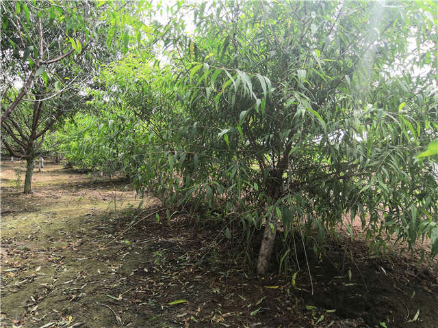 沭陽長景園林山桃種植基地實(shí)拍圖片