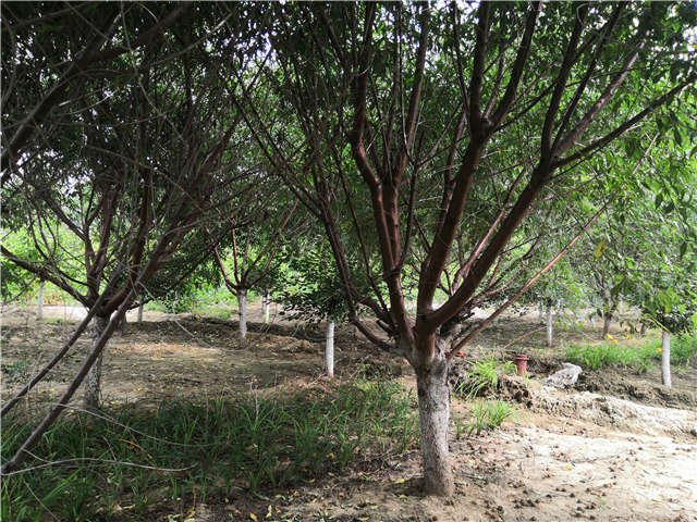 沭陽長景園林山桃種植基地實(shí)拍圖片