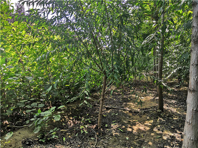 沭陽長景園林山桃種植基地實(shí)拍圖片