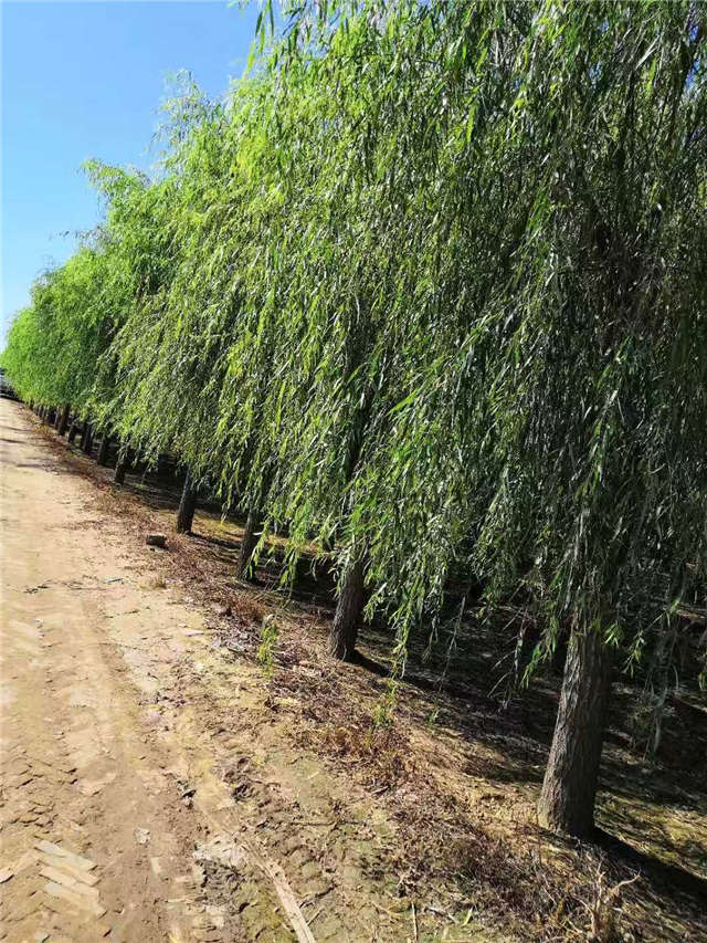 嫁接垂柳基地實(shí)拍