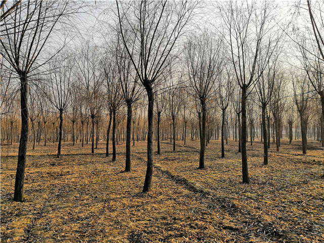 原生發(fā)冒垂柳基地實(shí)拍