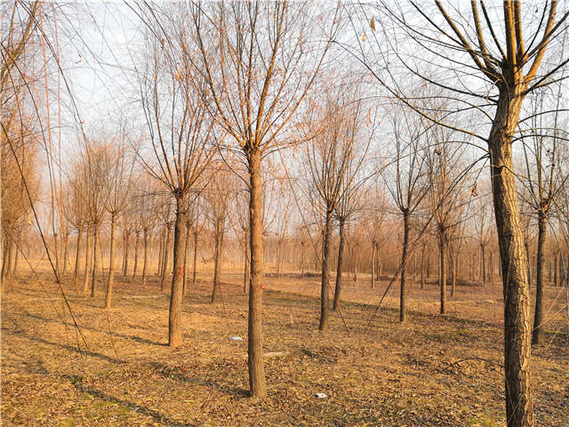 原生發(fā)冒垂柳基地實(shí)拍