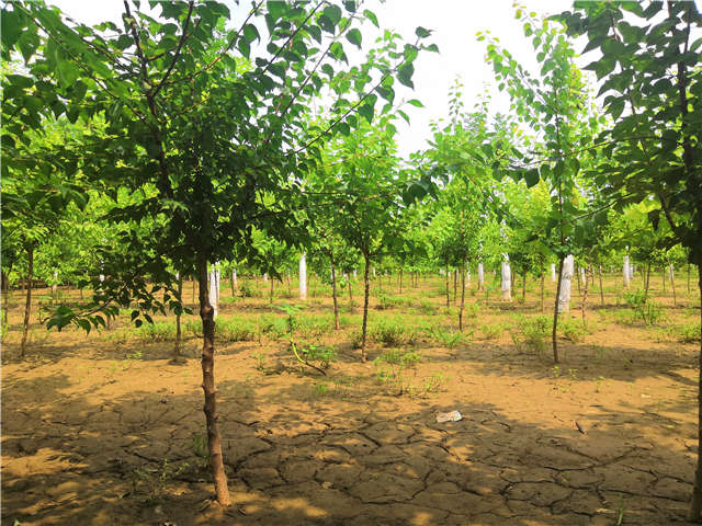 沭陽(yáng)長(zhǎng)景園林山杏種植基地實(shí)拍圖片