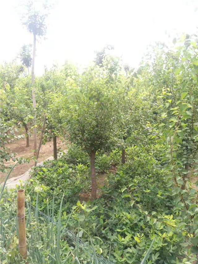 沭陽(yáng)長(zhǎng)景園林山杏種植基地實(shí)拍圖片