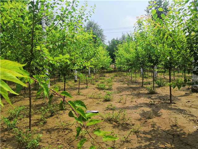 沭陽(yáng)長(zhǎng)景園林山杏種植基地實(shí)拍圖片