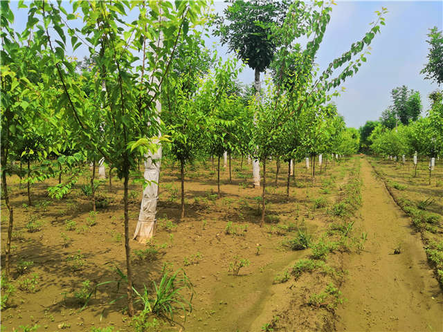 沭陽(yáng)長(zhǎng)景園林山杏種植基地實(shí)拍圖片