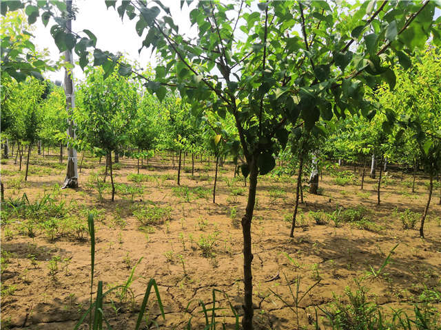 沭陽(yáng)長(zhǎng)景園林山杏種植基地實(shí)拍圖片