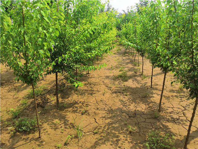 沭陽(yáng)長(zhǎng)景園林山杏種植基地實(shí)拍圖片