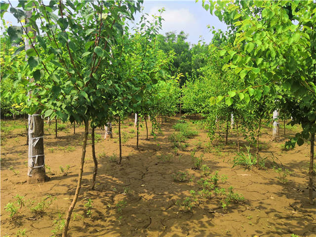 沭陽(yáng)長(zhǎng)景園林山杏種植基地實(shí)拍圖片