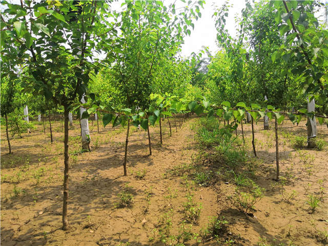 沭陽(yáng)長(zhǎng)景園林山杏種植基地實(shí)拍圖片