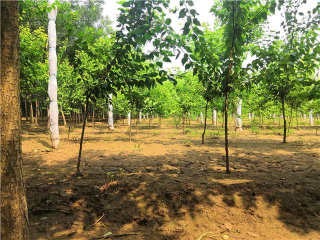 沭陽(yáng)長(zhǎng)景園林山杏種植基地實(shí)拍圖片