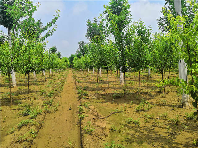 沭陽(yáng)長(zhǎng)景園林山杏種植基地實(shí)拍圖片