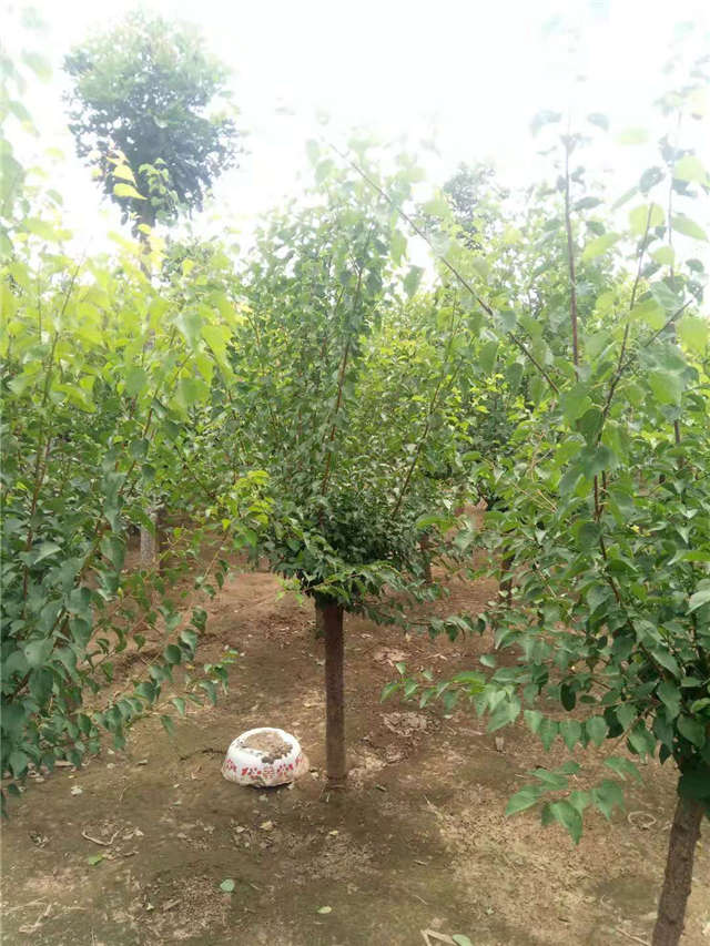 沭陽(yáng)長(zhǎng)景園林山杏種植基地實(shí)拍圖片