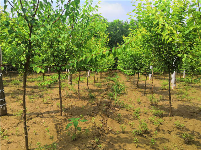 沭陽(yáng)長(zhǎng)景園林山杏種植基地實(shí)拍圖片