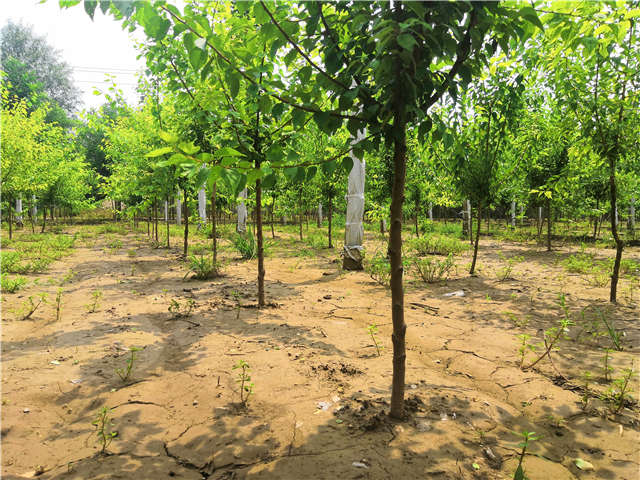 沭陽(yáng)長(zhǎng)景園林山杏種植基地實(shí)拍圖片