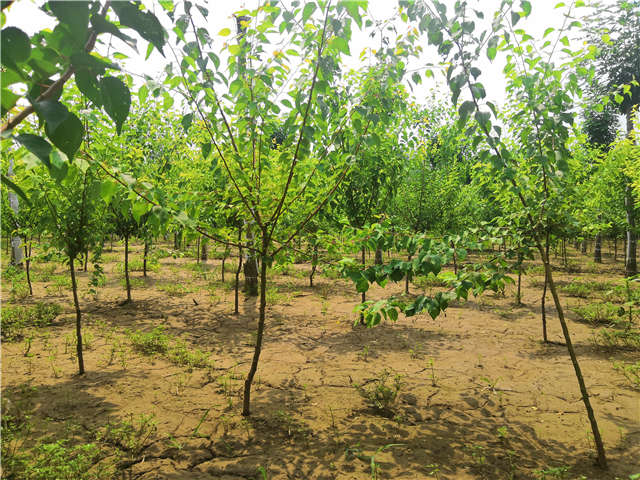 沭陽(yáng)長(zhǎng)景園林山杏種植基地實(shí)拍圖片