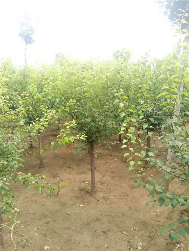 沭陽(yáng)長(zhǎng)景園林山杏種植基地實(shí)拍圖片