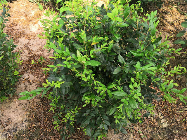 沭陽長景園林水蠟球種植基地實拍圖片