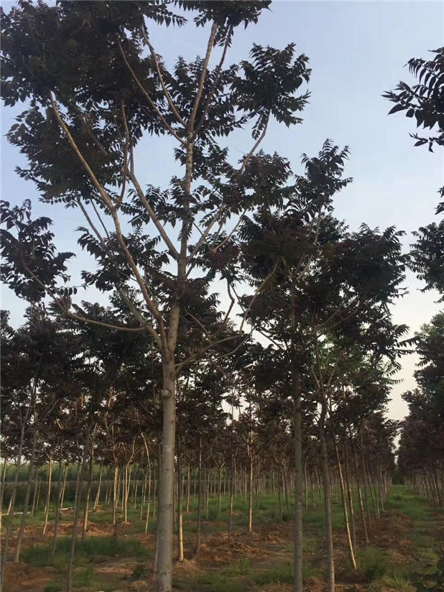 紅葉椿照片種植基地實(shí)拍