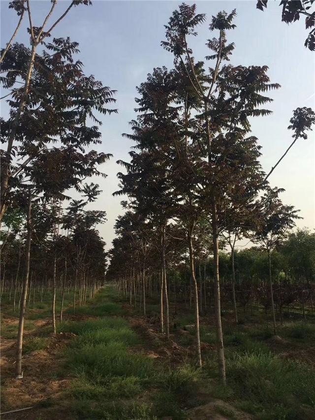 紅葉椿照片種植基地實(shí)拍