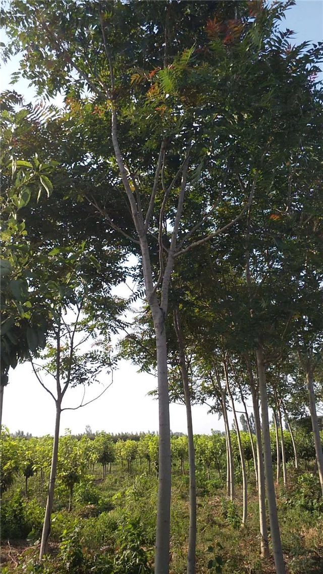 紅葉椿照片種植基地實(shí)拍