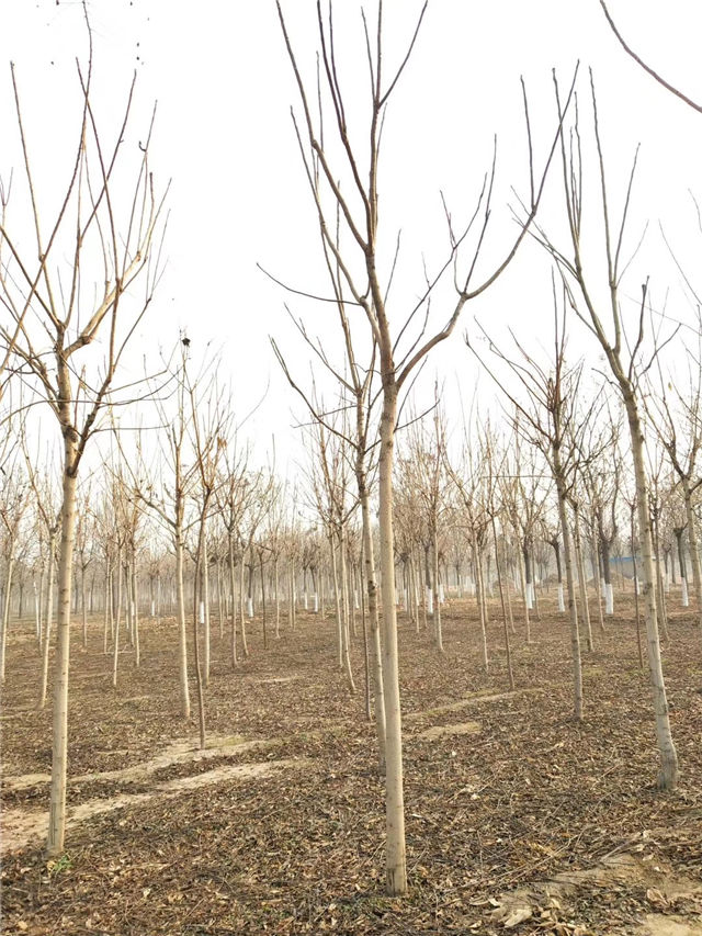 紅葉椿照片種植基地實(shí)拍