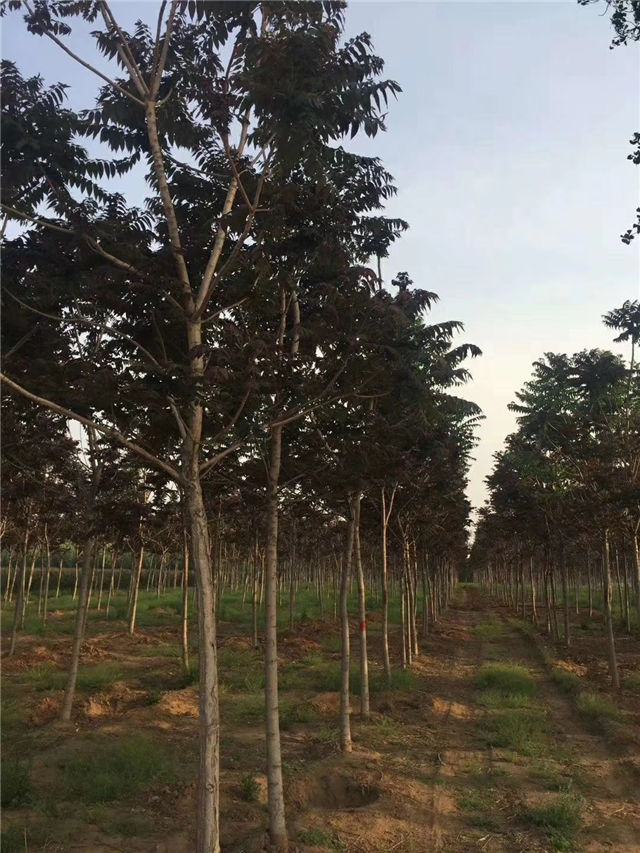 紅葉椿照片種植基地實(shí)拍