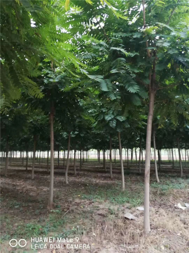 紅葉椿照片種植基地實(shí)拍