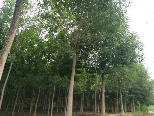 沭陽長景園林白蠟種植基地實拍圖片