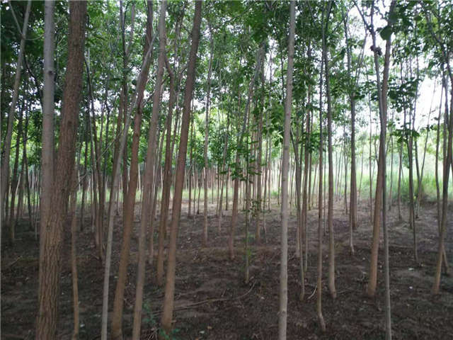 沭陽長景園林白蠟種植基地實拍圖片