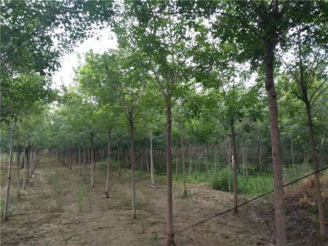 沭陽長景園林白蠟種植基地實拍圖片