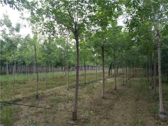 沭陽長景園林白蠟種植基地實拍圖片