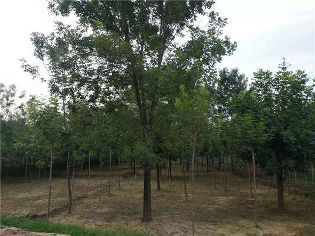 沭陽長景園林白蠟種植基地實拍圖片