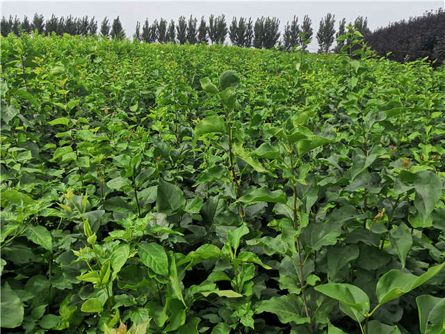 沭陽長景園林紫丁香種植基地實拍圖片