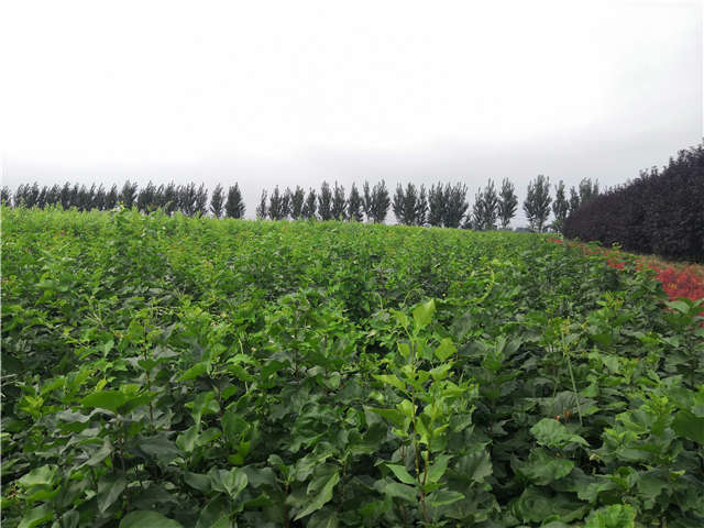 沭陽長景園林紫丁香種植基地實拍圖片