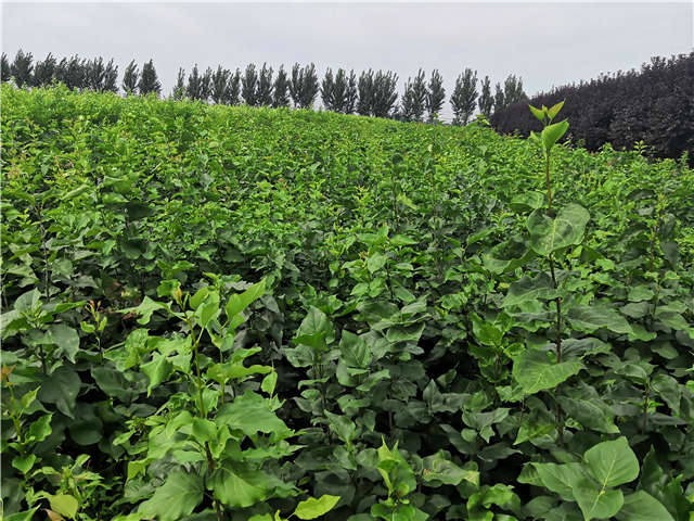 沭陽長景園林紫丁香種植基地實拍圖片