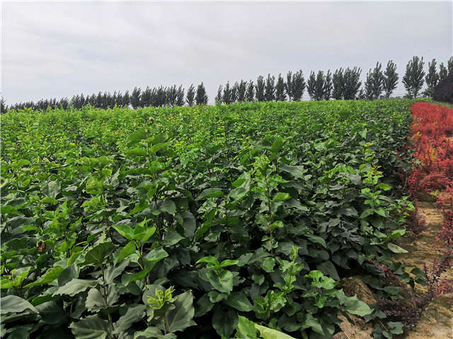沭陽長景園林紫丁香種植基地實拍圖片
