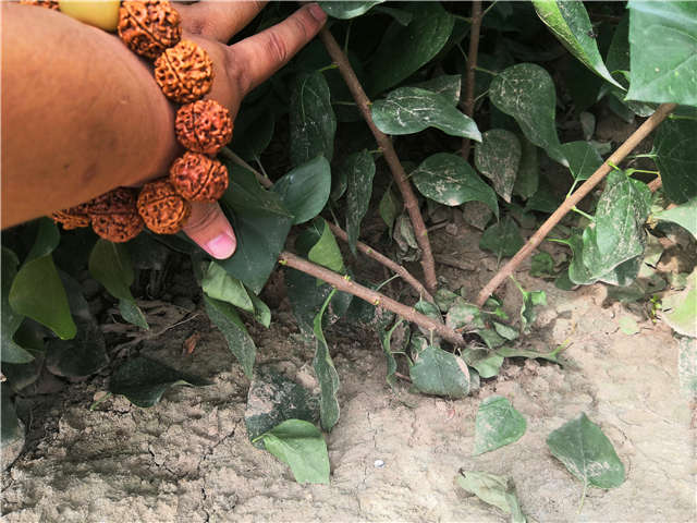 沭陽長景園林紫丁香種植基地實拍圖片