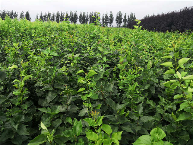 沭陽長景園林紫丁香種植基地實拍圖片