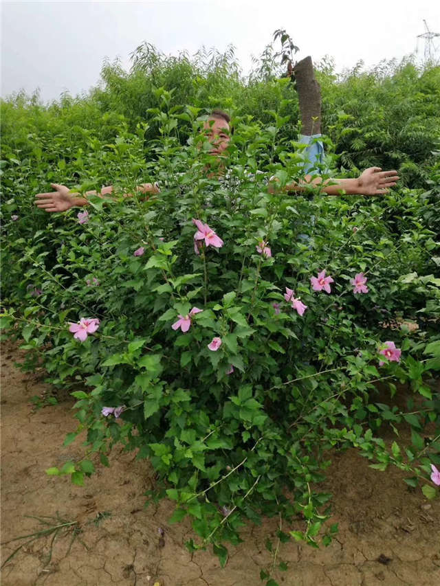 叢生木槿照片種植基地實(shí)拍