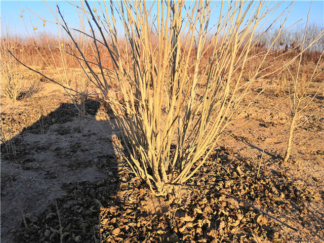 叢生木槿照片種植基地實(shí)拍